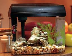 eclipse 3 aquarium
