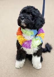 portuguese dog