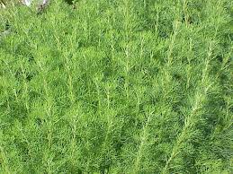 artemisia plant