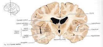 hippocampus
