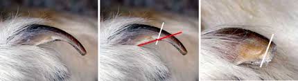 dog nail cut