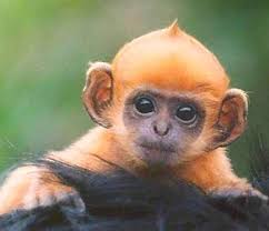 baby orange