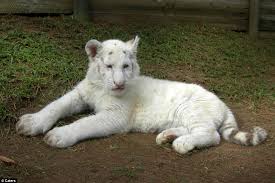 white bengal tiger pictures