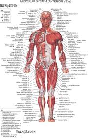 anatomy muscle charts