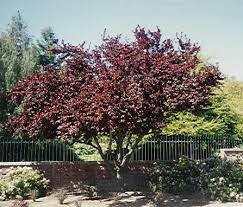 pictures of different plum trees