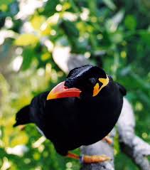 mynah bird