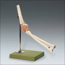 elbow joint model
