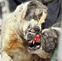 venta clandestina de animales