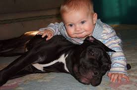 cani pitbull