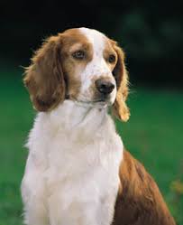 welsh springer
