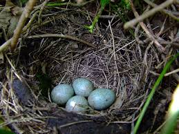blackbird nests