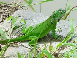 pictures of iguanas