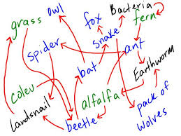 forest food chains