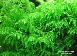 aquatic moss