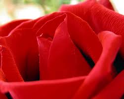 fondos de amor