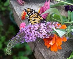 butterflies habitat