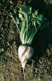 sugarbeet