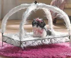 bed dog