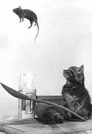 cat and the mouse