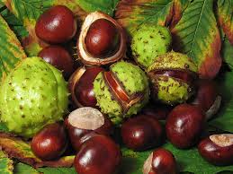 aesculus hippocastanum horse chestnut