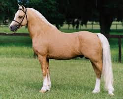 horses color