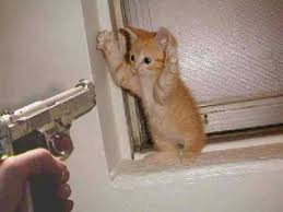 photo chat drole