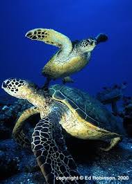 sea turtles in hawaii