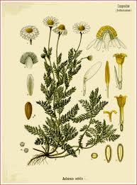 chamomile