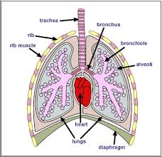 breathing system of human body