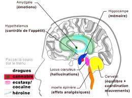 accumbens nucleus