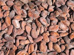 coco bean