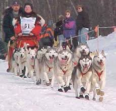 siberian husky sled dogs