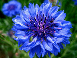 cornflower