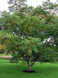 walnut tree