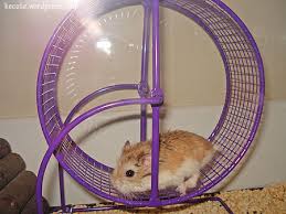 hamster exercise wheel
