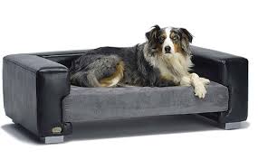 bed dog