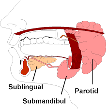 saliva glands