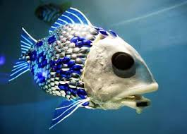 photos of fish