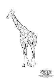 giraffe coloring