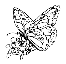 monarch butterfly coloring page