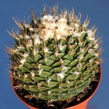 obregonia denegrii
