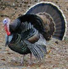 turkey birds