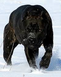 cane corso vs pitbull