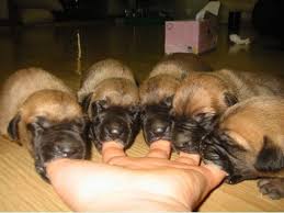 new born puppies