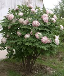 chinese peony tree