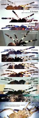 poecilotheria subfusca