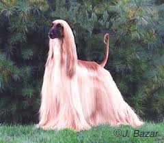 afghan hound dog
