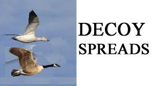 canada goose decoy spreads