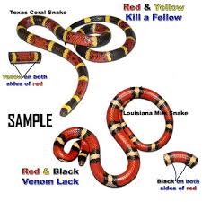coral snake envenomation