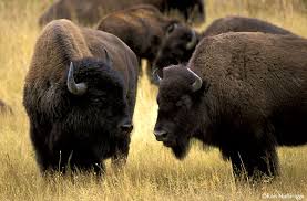 american bison